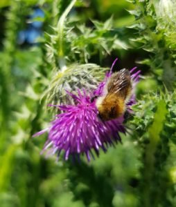 Young Bumble Bee on wild thistle on the London Road