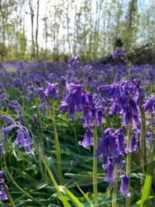 Bluebells in Ruscombe Wood
