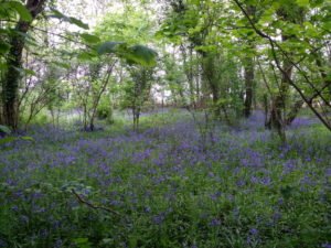Ruscombe Wood Bluebells