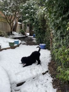 Poodle in the snow by Olivia